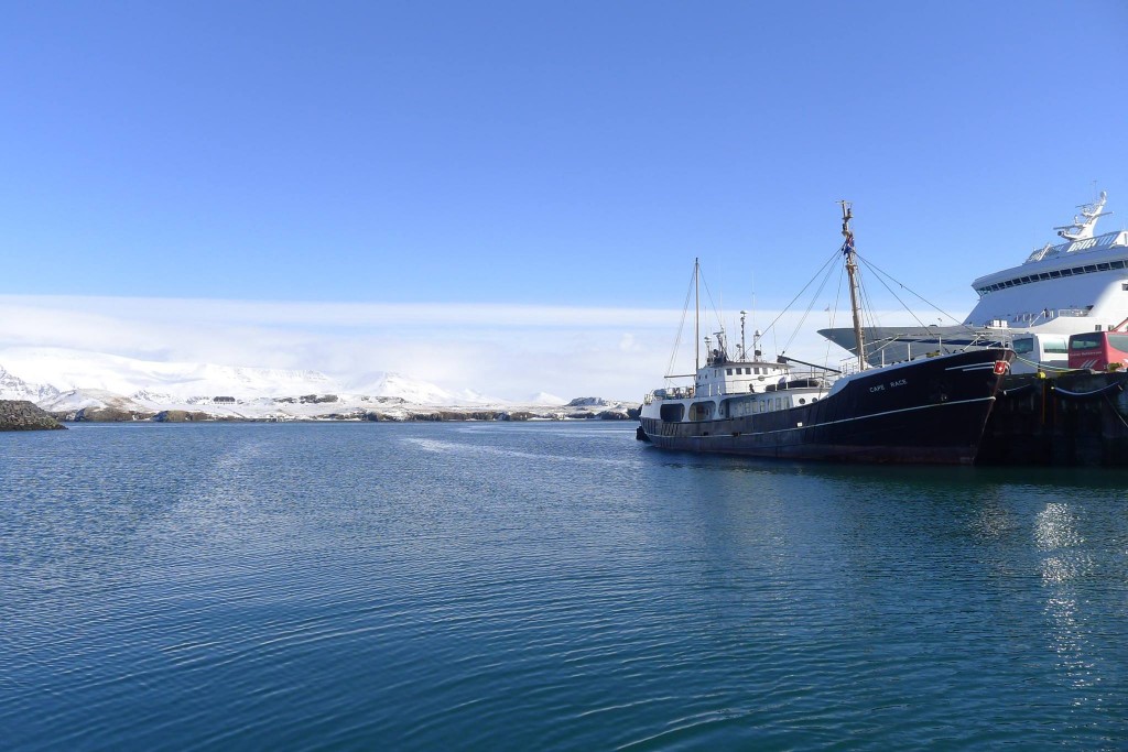 Icelandic on the way to Videy Island